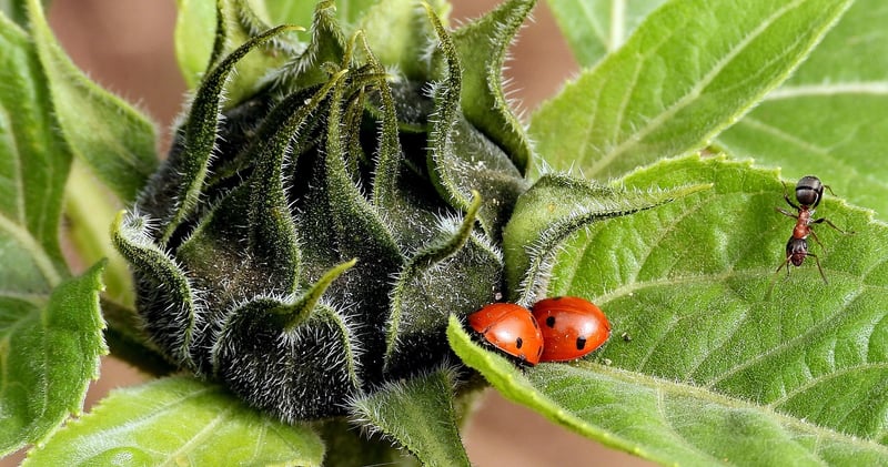 Natural Pest Control