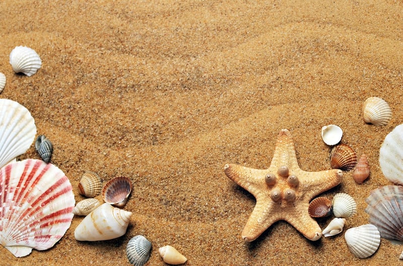 Seashell and Sand Creations