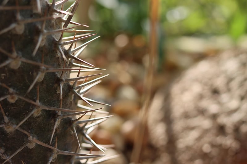 Xeriscaping